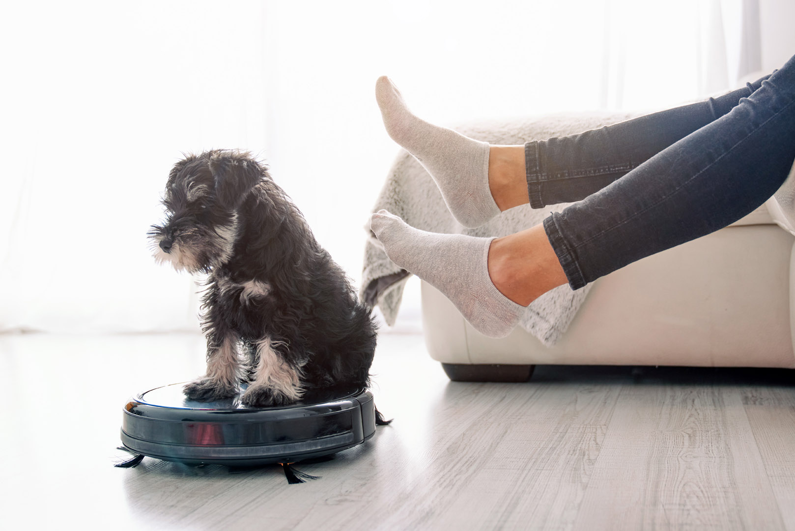 Foxterrier kölyök robotporszívón ül, miközben gazdája a háttérben lábát lógatja otthonában.