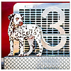 Dayliner falinaptár 300x600mm Dogs LP 2024
