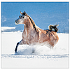 Dayliner falinaptár 300x600mm Horses LP 2024