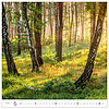 Dayliner falinaptár Forest 2025