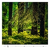 Dayliner falinaptár Forest 2026