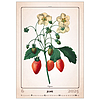 Dayliner falinaptár Herbarium 2025