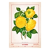 Dayliner falinaptár Herbarium 2026