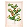 Dayliner falinaptár Herbarium 2026