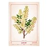 Dayliner falinaptár Herbarium 2026