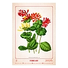 Dayliner falinaptár Herbarium 2026