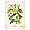Dayliner falinaptár Herbarium 2026