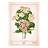 Dayliner falinaptár Herbarium 2026