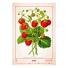 Dayliner falinaptár Herbarium 2026