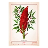 Dayliner falinaptár Herbarium 2026