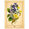 Dayliner falinaptár Herbarium 315x450 mm ,reklámfelület: 70mm 2024