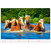 Dayliner falinaptár Horses 450x315 mm reklámfelület: 70mm 2024