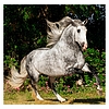 Dayliner falinaptár Horses LP 2026