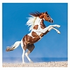Dayliner falinaptár Horses LP 2026