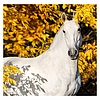Dayliner falinaptár Horses LP 2026