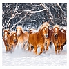 Dayliner falinaptár Horses LP 2026