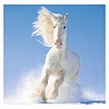 Dayliner falinaptár Horses LP 2026