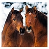Dayliner falinaptár Horses LP 2026