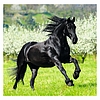 Dayliner falinaptár Horses LP 2026
