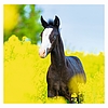 Dayliner falinaptár Horses LP 2026