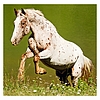 Dayliner falinaptár Horses LP 2026