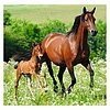 Dayliner falinaptár Horses LP 2026
