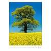 Dayliner falinaptár Trees 2026