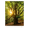 Dayliner falinaptár Trees 2026