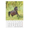 Falinaptár 2026 CSG 210x320mm álló Lovak