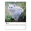 Falinaptár 2026 REALSYSTEM 300x340mm álló Cats
