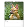 Falinaptár 2026 REALSYSTEM 300x340mm álló Dogs