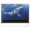 Falinaptár 2026 REALSYSTEM 480x330mm fekvő Wildlife