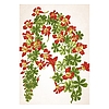 Falinaptár 2026 TOPTIMER T092 315x450mm álló Herbárium