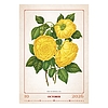 Falinaptár 2026 TOPTIMER T092 315x450mm álló Herbárium