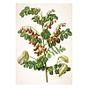 Falinaptár 2026 TOPTIMER T092 315x450mm álló Herbárium