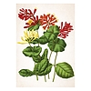 Falinaptár 2026 TOPTIMER T092 315x450mm álló Herbárium