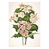 Falinaptár 2026 TOPTIMER T092 315x450mm álló Herbárium