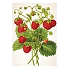 Falinaptár 2026 TOPTIMER T092 315x450mm álló Herbárium