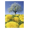 Falinaptár 2026 TOPTIMER T092 315x450mm álló Nature Emotions