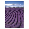 Falinaptár 2026 TOPTIMER T092 315x450mm álló Provence