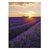 Falinaptár 2026 TOPTIMER T092 315x450mm álló Provence