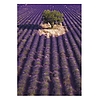 Falinaptár 2026 TOPTIMER T092 315x450mm álló Provence