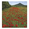 Falinaptár 2026 TOPTIMER T094 220x330mm álló Nemzeti parkjaink