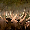 Lemeznaptár Wild Africa 2024, 30 × 30 cm