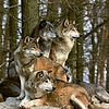 Lemeznaptár Wolves 2024, 30 × 30 cm