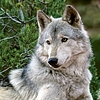 Lemeznaptár Wolves 2024, 30 × 30 cm